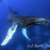 whale_humpback_sb_h_1135_dom1142.jpg